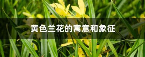 72煞 黃色蘭花寓意